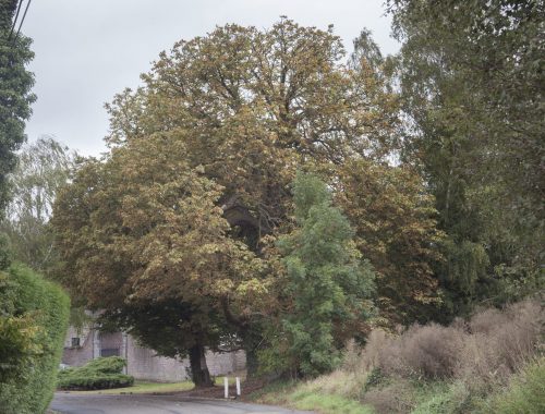 2019-Vrijheidsboom-van-Waret-la-Chaussee-3-scaled