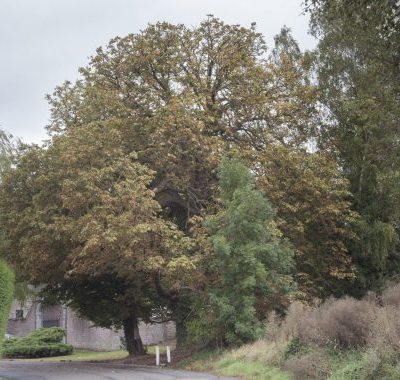 2019-Vrijheidsboom-van-Waret-la-Chaussee-3-scaled-1-500x380
