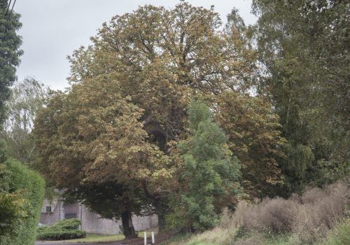 2019-Vrijheidsboom-van-Waret-la-Chaussee-3-scaled-1-500x380